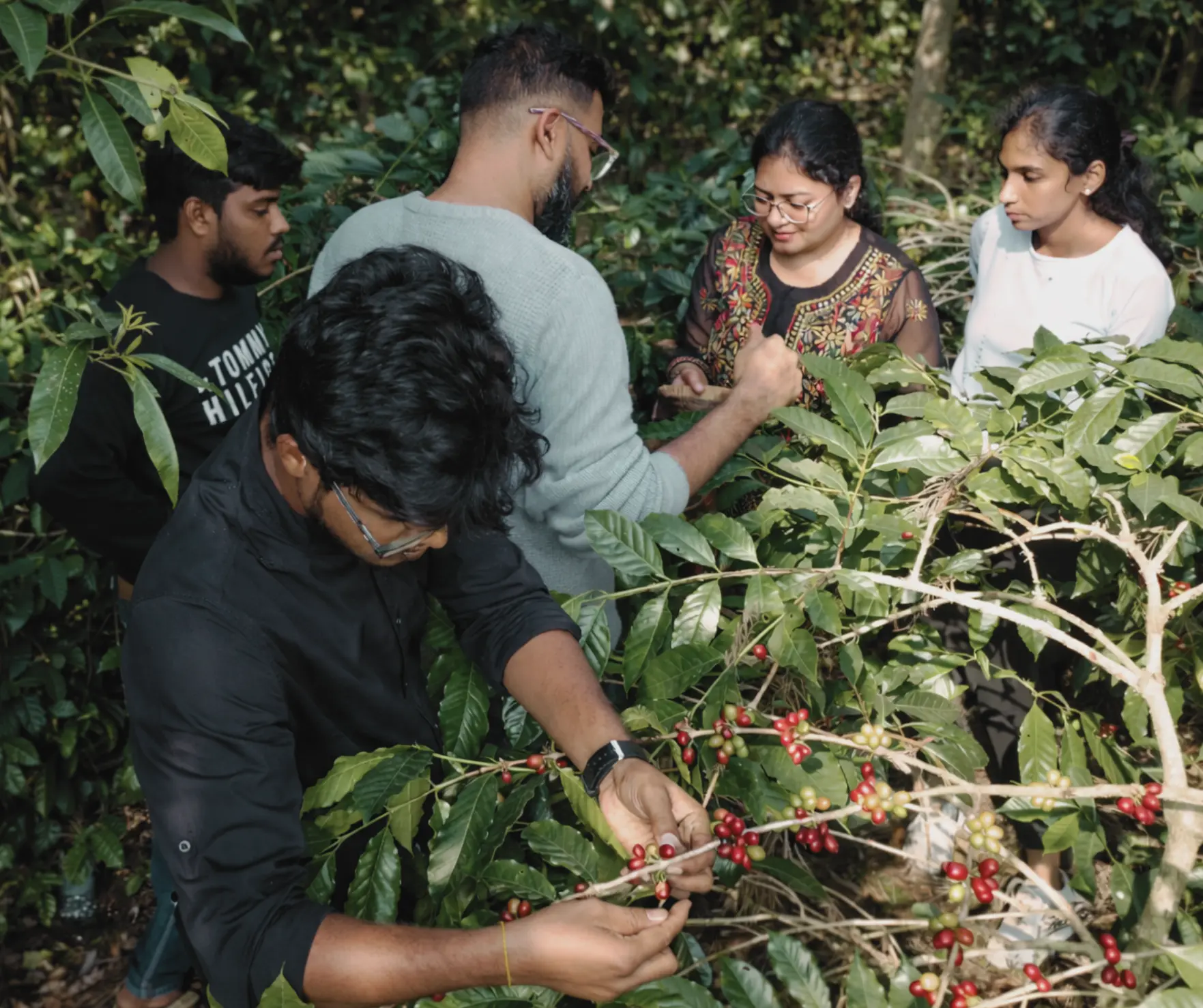 Araku coffee farm